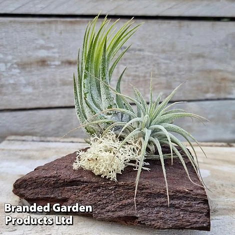 Air Plants (Tillandsia) On Mini Wooden Log 7 Air Plants (Tillandsia) On Mini Wooden Log - Image 5