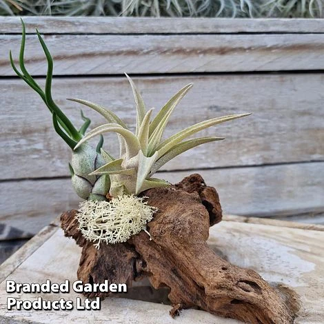 Air Plants (Tillandsia) On Mini Wooden Log 8 Air Plants (Tillandsia) On Mini Wooden Log - Image 6