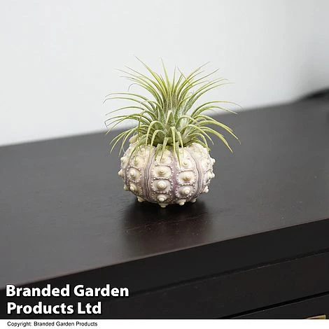 Air Plant (Tillandsia) In Sputnik Sea Urchin 4 Air Plant (Tillandsia) In Sputnik Sea Urchin - Image 2