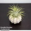 Air Plant (Tillandsia) In Sputnik Sea Urchin 2 Air Plant (Tillandsia) In Sputnik Sea Urchin -Garden Plants Shop TILL SPUTNIKSE T48849