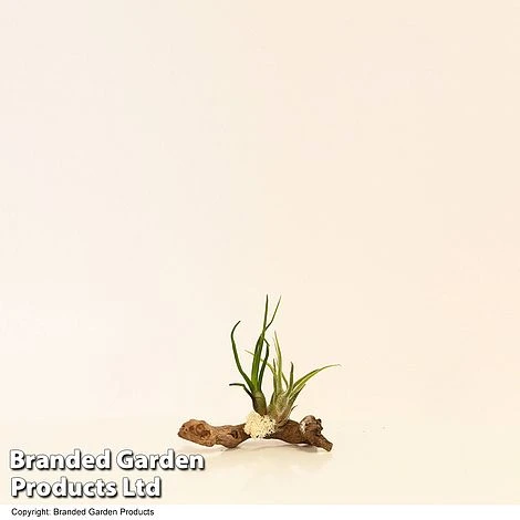 Air Plants (Tillandsia) On Mini Wooden Log 4 Air Plants (Tillandsia) On Mini Wooden Log - Image 2