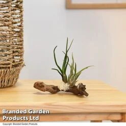 Air Plants (Tillandsia) On Mini Wooden Log 11 Air Plants (Tillandsia) On Mini Wooden Log -Garden Plants Shop TILL WOODENLOG T47201