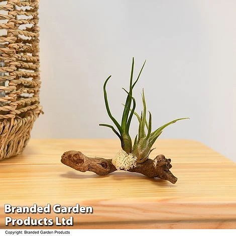 Air Plants (Tillandsia) On Mini Wooden Log 6 Air Plants (Tillandsia) On Mini Wooden Log - Image 4