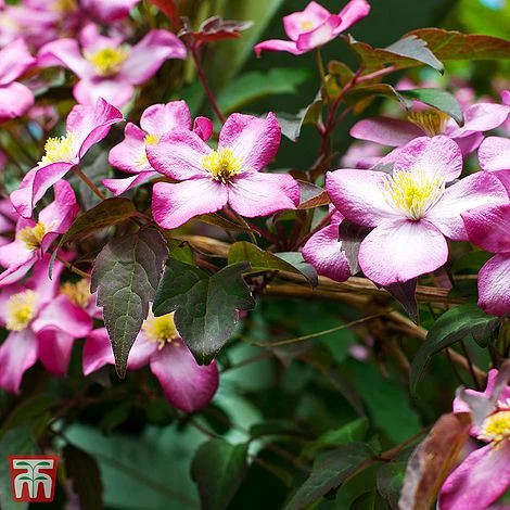 Clematis Montana Var. Rubens 'Tetrarose' 3 Clematis Montana Var. Rubens 'Tetrarose'