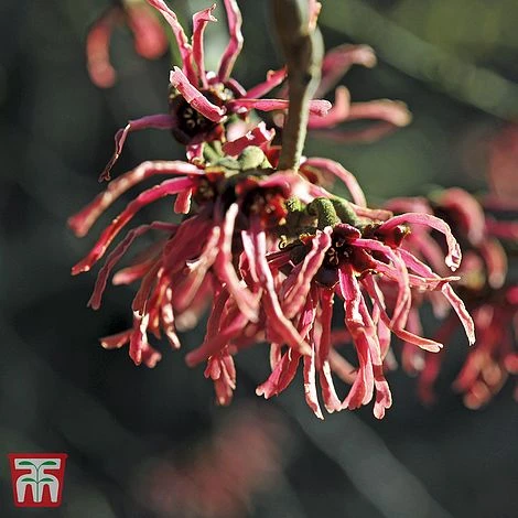 Hamamelis X Intermedia 'Ruby Glow' 4 Hamamelis X Intermedia 'Ruby Glow' - Image 2