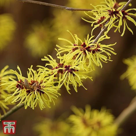 Hamamelis X Intermedia 'Ruby Glow' 6 Hamamelis X Intermedia 'Ruby Glow' - Image 4
