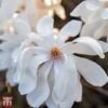 Magnolia X Loebneri 'Wildcat' -Garden Plants Shop TKA3238 MAGN 1