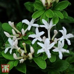 Rhododendron Viscosum -Garden Plants Shop TKA3432 RHOD 1