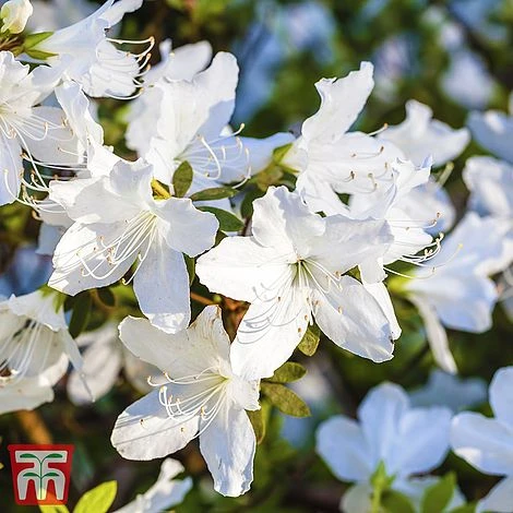 Rhododendron 'Luzi' 4 Rhododendron 'Luzi' - Image 2