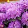 Rhododendron 'Catawbiense Grandiflorum' -Garden Plants Shop TKA3452 RHOD 1