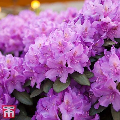 Rhododendron 'Catawbiense Grandiflorum' 3 Rhododendron 'Catawbiense Grandiflorum'