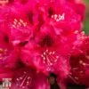 Rhododendron 'Marie Fortie' 2 Rhododendron 'Marie Fortie' -Garden Plants Shop TKA3458 RHOD 1