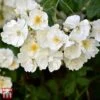 Rose 'Bobbie James' (Rambling Rose) 1 Rose 'Bobbie James' (Rambling Rose) -Garden Plants Shop TKA3470 ROSE 1