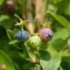 Blueberry 'Goldtraube 71' -Garden Plants Shop TKA3658 BLUE 1