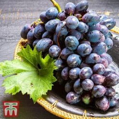 Grape 'Chasselas Doré' -Garden Plants Shop TKA3704 GRAP 2