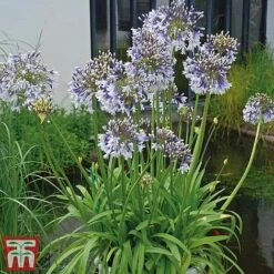 Agapanthus 'Fireworks' -Garden Plants Shop TM1