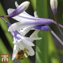 Agapanthus 'Fireworks' -Garden Plants Shop TM2