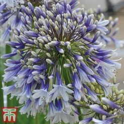 Agapanthus 'Fireworks' -Garden Plants Shop TM4
