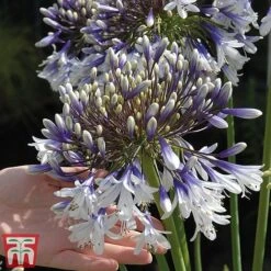 Agapanthus 'Fireworks' -Garden Plants Shop TM5