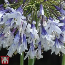 Agapanthus 'Fireworks' -Garden Plants Shop TM6