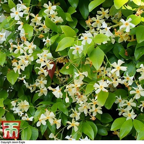 Trachelospermum Jasminoides 'Star Of Toscana' 3 Trachelospermum Jasminoides 'Star Of Toscana'