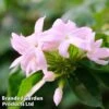 Trachelospermum Jasminoides 'Pink' 2 Trachelospermum Jasminoides 'Pink' -Garden Plants Shop TRAC JASMINOID1