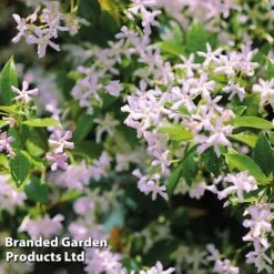 Trachelospermum Trio -Garden Plants Shop TRAC PINKYWING L21451