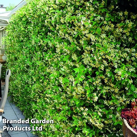 Trachelospermum Jasminum 'Star Of Toscana' 4 Trachelospermum Jasminum 'Star Of Toscana' - Image 2