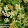 Trachelospermum Jasminum 'Star Of Toscana' -Garden Plants Shop TRAC STAROFTOS S09274