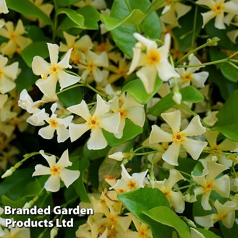 Trachelospermum Jasminum 'Star Of Toscana' 3 Trachelospermum Jasminum 'Star Of Toscana'