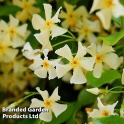 Trachelospermum Jasminum 'Star Of Toscana' 11 Trachelospermum Jasminum 'Star Of Toscana' -Garden Plants Shop TRAC STAROFTOS S09275