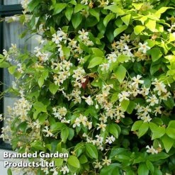 Trachelospermum Jasminum 'Star Of Toscana' 13 Trachelospermum Jasminum 'Star Of Toscana' -Garden Plants Shop TRAC STAROFTOS S09277