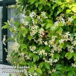 Trachelospermum Trio -Garden Plants Shop TRAC STAROFTOS T40591