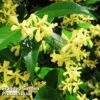 Trachelospermum Jas. Yellow Wings 1 Trachelospermum Jas. Yellow Wings -Garden Plants Shop TRAC YELLWINGS