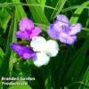 Tradescantia Virginiana -Garden Plants Shop TRAD 64692 A