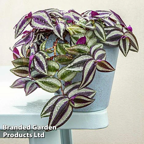 Tradescantia 'Pink Joy' 3 Tradescantia 'Pink Joy'