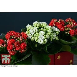 Train Set - Gift -Garden Plants Shop TRAI WGKB7083 D