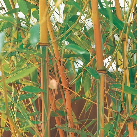 Umbrella Bamboo 'Red Fountain' 3 Umbrella Bamboo 'Red Fountain'