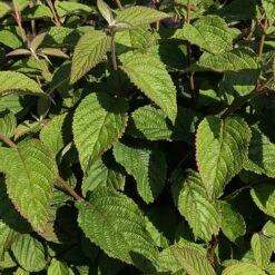 Viburnum Plicatum F. Tomentosum -Garden Plants Shop VIBU T63583 A h