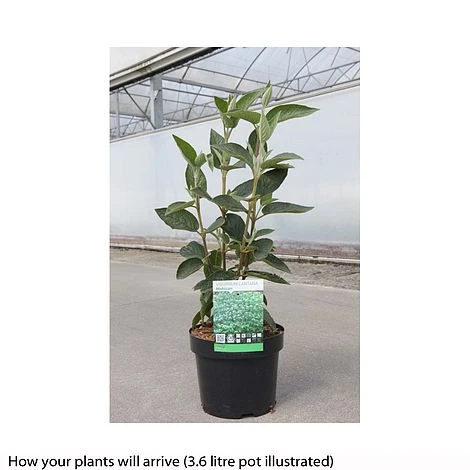 Viburnum Lantana 'Mohican' 4 Viburnum Lantana 'Mohican' - Image 2