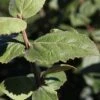 Viburnum Carlesii 'Aurora' -Garden Plants Shop VIBU T74350 A h