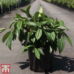 Viburnum Davidii -Garden Plants Shop VIBU TKA3676 C