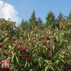 Viburnum Rhytidophyllum 9 Viburnum Rhytidophyllum -Garden Plants Shop VIBU TKA3692 C