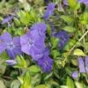 Vinca Minor 'Illumination' -Garden Plants Shop VINC T58496 A h