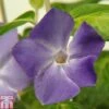 Vinca Major 'Maculata' -Garden Plants Shop VINC TKA0989 A