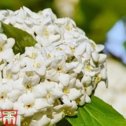 Viburnum X Carlcephalum -Garden Plants Shop VIRB t79114 C
