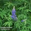 Vitex Agnus-castus 'Blue Puffball' -Garden Plants Shop VITE BLUEPUFFB L30439