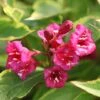 Weigela Florida 'Moulin Rouge' 2 Weigela Florida 'Moulin Rouge' -Garden Plants Shop WEIG T62091 A h