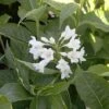 Weigela 'Candida' 2 Weigela 'Candida' -Garden Plants Shop WEIG T63558 A h
