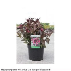 Weigela 'Naomi Campbell' -Garden Plants Shop WEIG T66533 A h